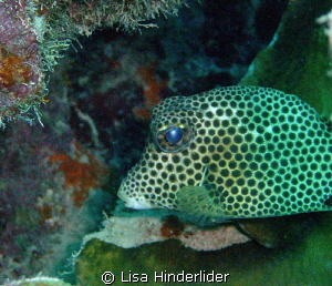 I like his polka dotted eyes! by Lisa Hinderlider 